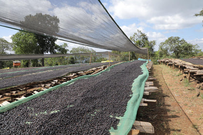 Ethiopia - Syoum Family - Heirloom Natural - 1 Kilo