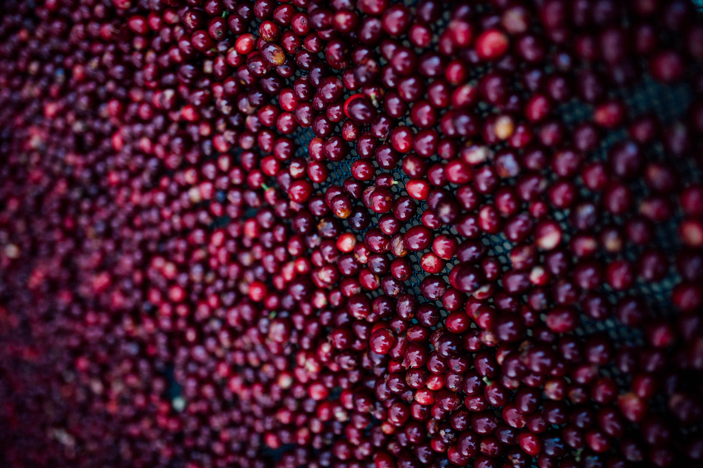 Filter Coffee - Jorge Vásquez - Catuai Natural