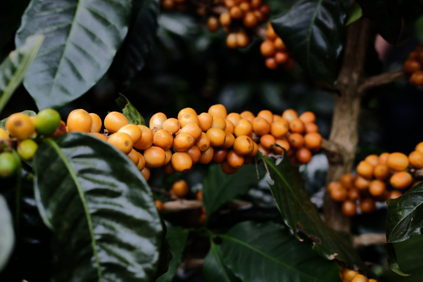 Espresso - Silvio Sánchez - Catuai Natural