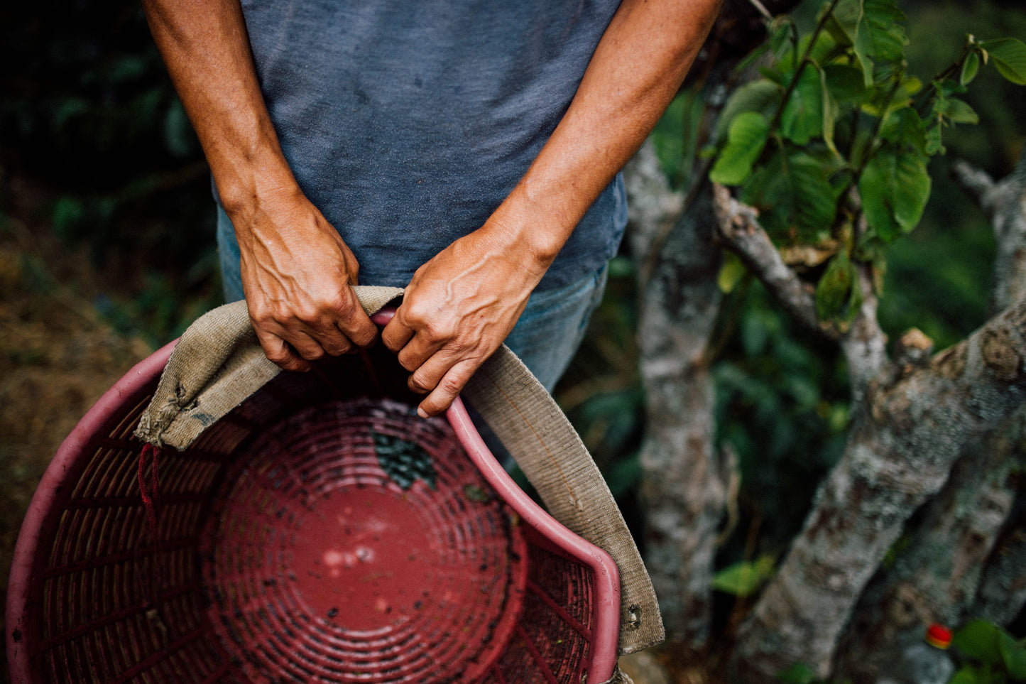 Filter Coffee - Jorge Vásquez - Catuai Natural