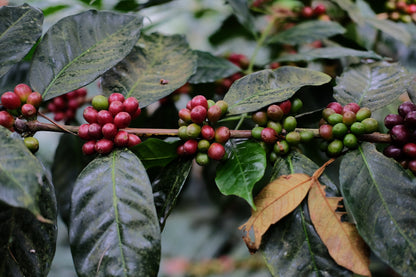 Espresso - Silvio Sánchez - Catuai Natural