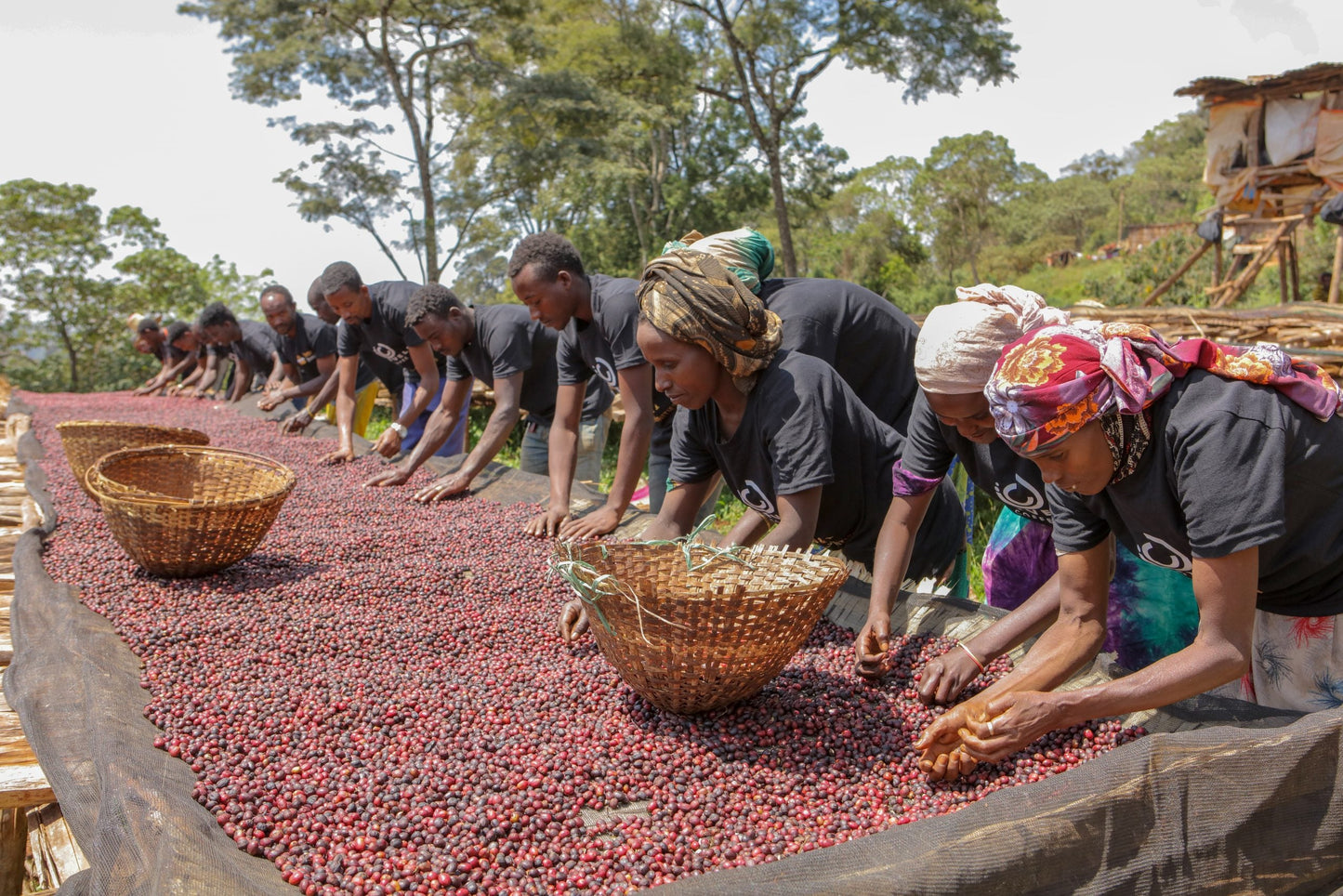 Ethiopia - Syoum Family - Heirloom Natural - 1 Kilo