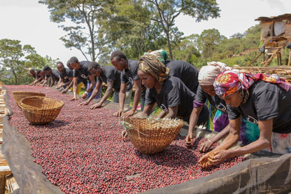 Ethiopia - Syoum Family - Heirloom Natural - 1 Kilo