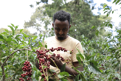 EA Decaf - Syoum Family - Guji Natural