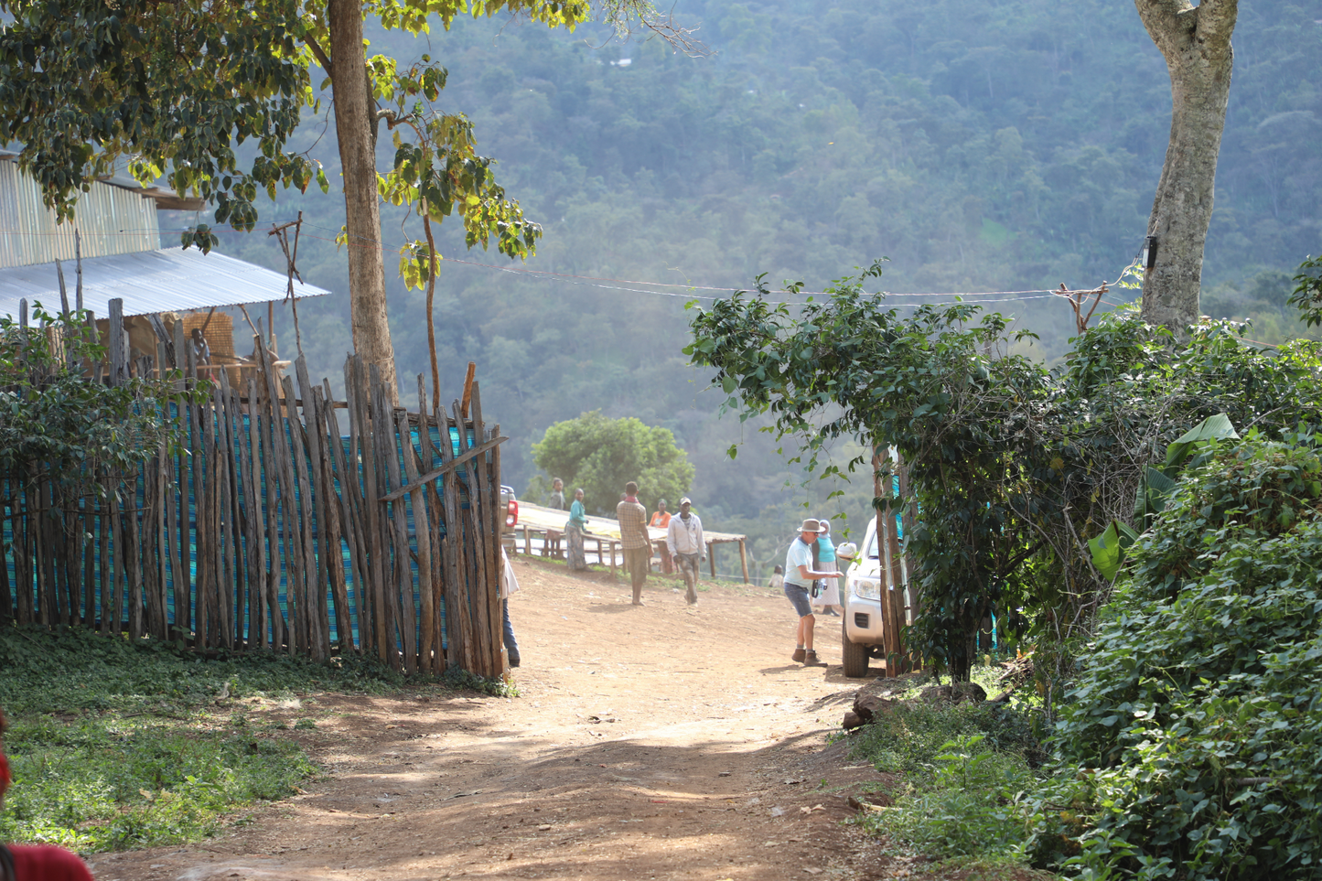 Ethiopia - Syoum Family - Heirloom Natural - 1 Kilo