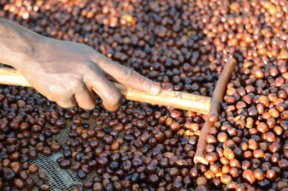 Ethiopia - Syoum Family - Heirloom Natural - 1 Kilo