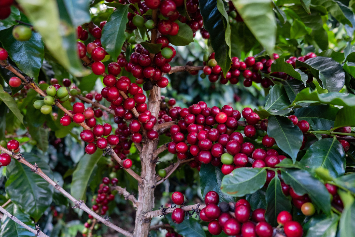 Filter Coffee - Jorge Vásquez - Catuai Natural