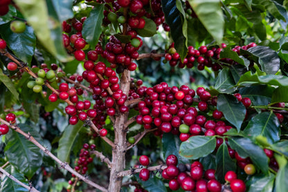 Filter Coffee - Jorge Vásquez - Catuai Natural