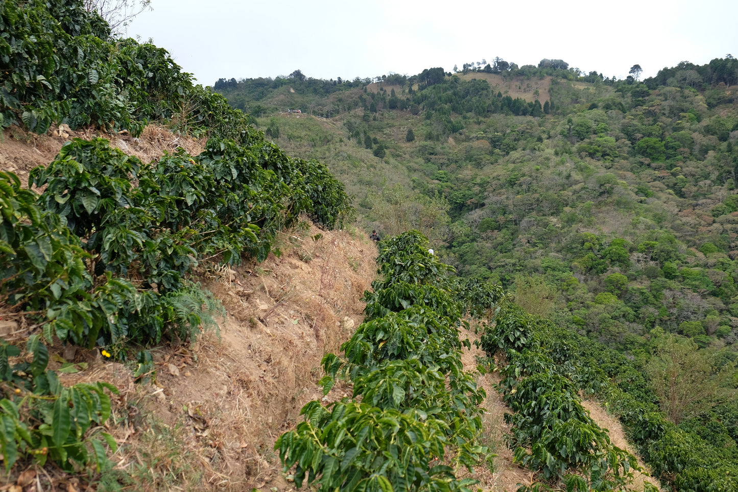 Filter Coffee - Jorge Vásquez - Catuai Natural