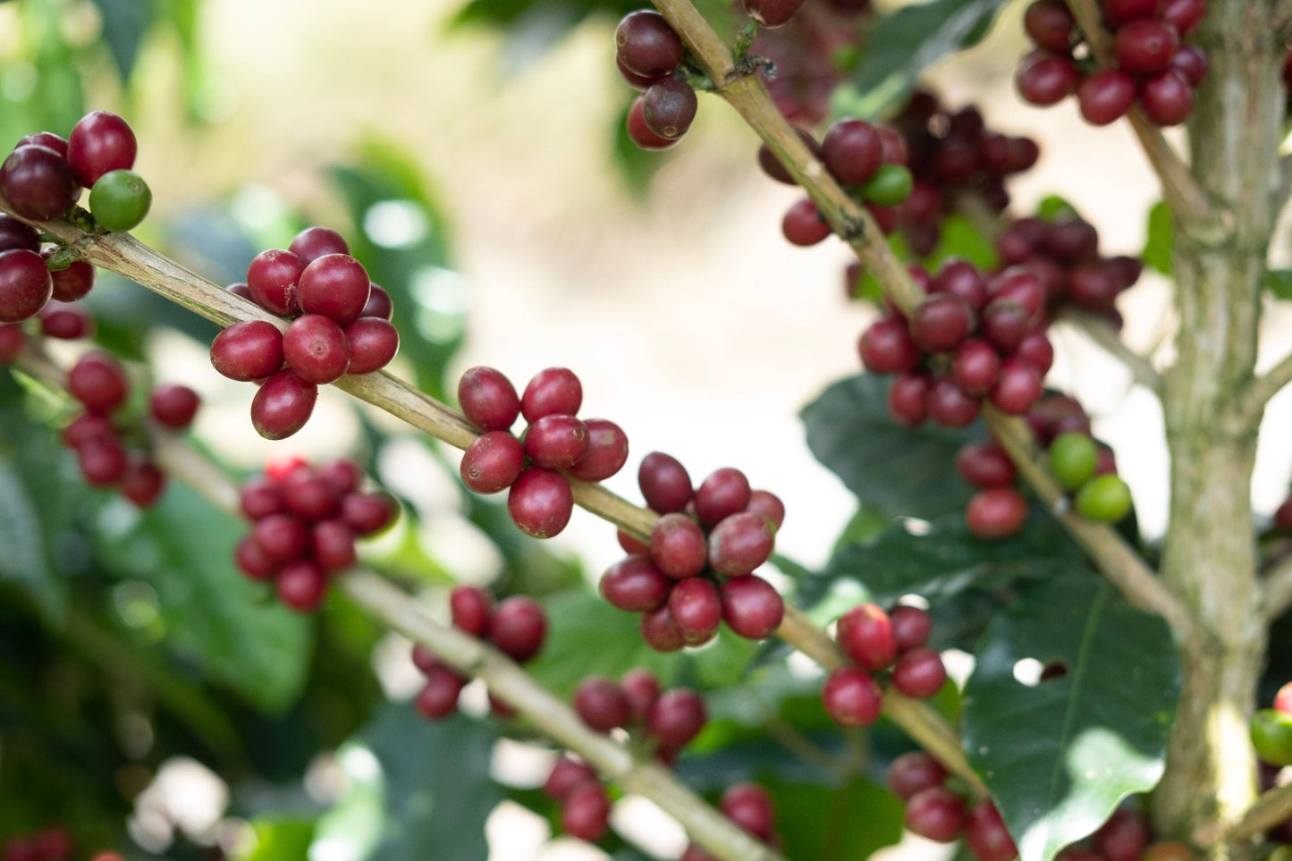 Espresso- Diego Robelo - Grand Peaberry Washed